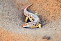 Những loài động vật sống khỏe tại cấm địa khô hạn nhất Trái đất