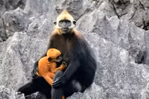 Loài động vật nguy cấp nhất thế giới xuất hiện hiếm hoi ở Việt Nam