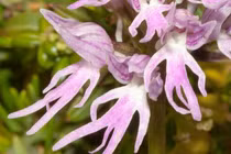 Phát hoảng với hình dạng độc dị của hoa lan