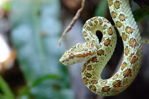 Cận cảnh loài rắn lục “sát thủ bóng đêm”, sở hữu nọc độc ghê gớm 