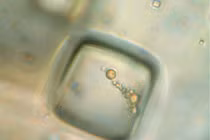 Nóng: “Xác ướp” cổ đại hé lộ cách bảo quản sự sống sao Hoả 