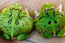 Dân Việt chi tiền “khủng” săn lùng ...ếch về nuôi làm thú cưng 