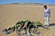 Kinh ngạc loài “bạch tuộc” trườn khắp sa mạc bất tử cả ngàn năm 