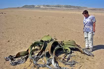 Kinh ngạc loài “bạch tuộc” trườn khắp sa mạc bất tử cả ngàn năm 