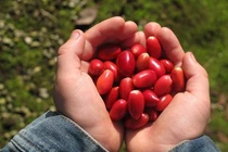 Việt Nam có một loại “quả thần”, biến mọi thức ăn thành đồ ngọt