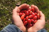 Việt Nam có một loại “quả thần”, biến mọi thức ăn thành đồ ngọt