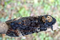 Loài bướm đáng sợ từ ngoại hình tới tính cách: Việt Nam cũng có! 