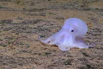 Bí ẩn loài bạch tuộc giống hệt ma, sống ở nơi không ai tin nổi