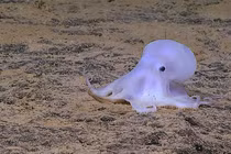 Bí ẩn loài bạch tuộc giống hệt ma, sống ở nơi không ai tin nổi