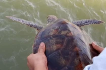 Cứu hộ thành công đồi mồi dứa tại Quảng Bình: Là loài nguy cấp! 