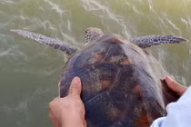 Cứu hộ thành công đồi mồi dứa tại Quảng Bình: Là loài nguy cấp! 