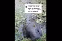 Phát hiện sinh vật đen xì trồi lên gặm cỏ: Cực hiếm ở Việt Nam! 