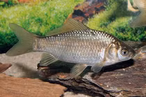 Kinh ngạc năng lực siêu phàm của loài cá xâm hại cả châu Âu 