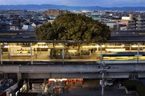 Cây long não kỳ bí nhất Nhật Bản: Cứ chặt là có người gặp nguy! 