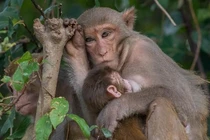 Bảo tồn 3 loài khỉ Macaca ở Vườn quốc gia Bến En: Cực quý hiếm!