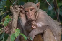 Bảo tồn 3 loài khỉ Macaca ở Vườn quốc gia Bến En: Cực quý hiếm!