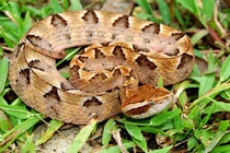 Việt Nam có loài rắn độc răng nanh cực dài: Hổ mang cũng thua xa! 