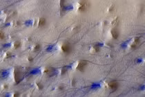 Tàu vũ trụ bất ngờ chụp được “dấu vết của quỷ” trên sao Hỏa