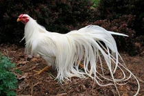 Bắt được phượng hoàng trắng huyền thoại, sốc nặng khi biết sự thật