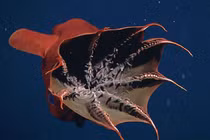 Kỳ lạ những “quái vật” đáng sợ đang lẩn trốn dưới đáy đại dương 