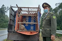 Cá thể khỉ vàng đi lạc nhà dân ở Đà Nẵng: Quý hiếm sao?