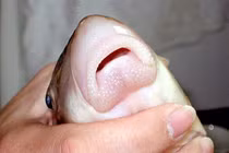 Loài cá hiếm nhất thế giới: Xuất hiện ở Việt Nam từ thời vua Hùng?