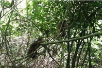 17 cá thể động vật được thả về rừng ở Quảng Bình: Cực hiếm!