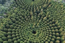 Kinh ngạc vòng tròn cây lạ lùng ở Nhật Bản, nghi của người ngoài hành tinh