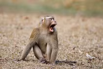 Khỉ quý bị thương, cụt đuôi được dân cứu thả về rừng ở Kon Tum