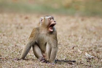 Khỉ quý bị thương, cụt đuôi được dân cứu thả về rừng ở Kon Tum