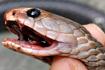 Bắt được rắn độc lập tức nhổ răng nanh, chuyên gia lên tiếng: "Không nên!" 