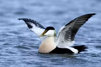 Bộ lông của giống vịt này có gì đặc biệt mà đắt nhất TG? 