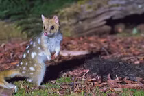 Loài mèo kỳ lạ, ân ái suốt 14 giờ rồi lăn ra... chết