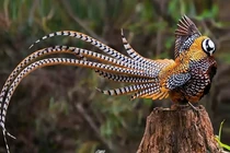 Cận cảnh loài chim tiến vua khiến đại gia chi bội tiền sở hữu 