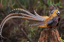 Cận cảnh loài chim tiến vua khiến đại gia chi bội tiền sở hữu 