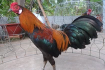 Gà chọi Việt Nam có chiêu hiểm: Các "cao thủ" phải chào thua! 
