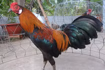 Gà chọi Việt Nam có chiêu hiểm: Các "cao thủ" phải chào thua! 