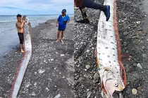 “Quái ngư” khổng lồ xuất hiện ở biển Đài Loan, ngư dân lo nơm nớp 