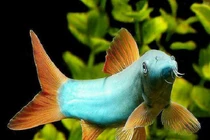 Khó tin loài cá biết kêu như lợn, người Việt nuôi kiếm bạc tỷ 