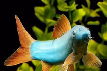 Khó tin loài cá biết kêu như lợn, người Việt nuôi kiếm bạc tỷ 