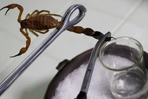 Bọ cạp có chất lỏng gì đắt nhất hành tinh: 1 lít hàng trăm tỷ? 