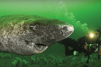 Ngỡ ngàng “quái vật đại dương không tuổi” sống qua 1/2 thiên niên kỷ 