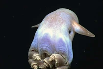 Top sinh vật “đến từ hành tinh khác” vẫn tồn tại trên Trái đất