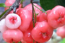 10 lợi ích bất ngờ của quả roi đối với sức khỏe