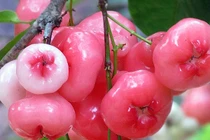 10 lợi ích bất ngờ của quả roi đối với sức khỏe