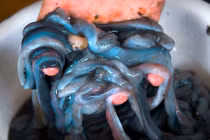 5 món ăn kinh dị của Philippines không dành cho người yếu bóng vía