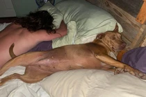 Người phụ nữ hoảng loạn khi thấy chó lạ ngủ trên giường giữa đêm 