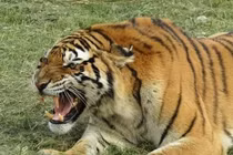 Hai vụ hổ vồ chết người, Ấn Độ ban lệnh giới nghiêm