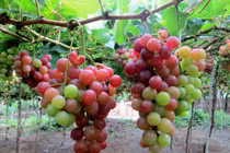 Những đặc sản Ninh Thuận hấp dẫn khiến du khách nhớ mãi