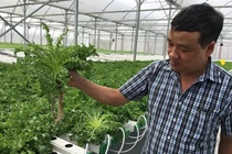 Trồng cà chua bằng smartphone, ngồi trên núi bán rau sang Mỹ